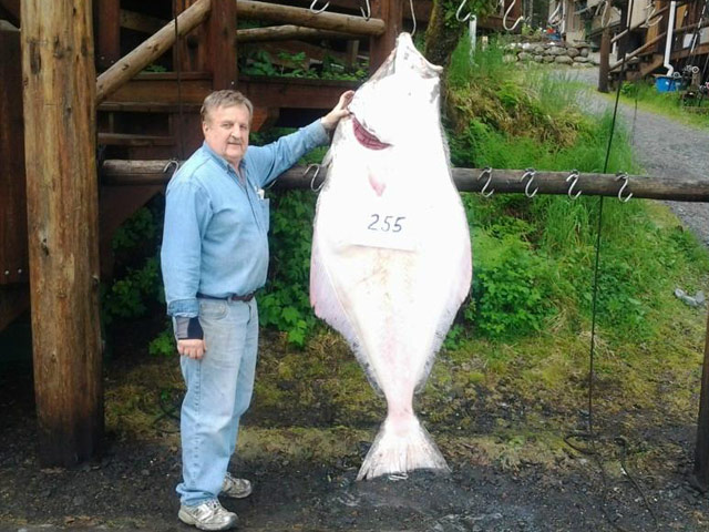 guest standing with halibut