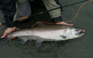 person holding salmon in water