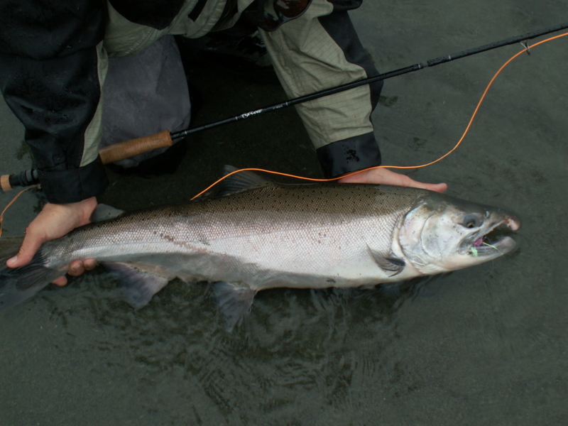 person holding salmon in water