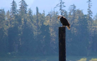 bald eagle on to of a tree stump