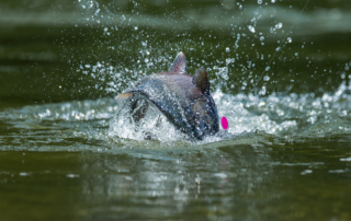 fish jumping out of the water