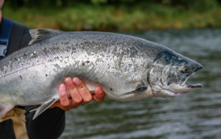 Person holding a salmon