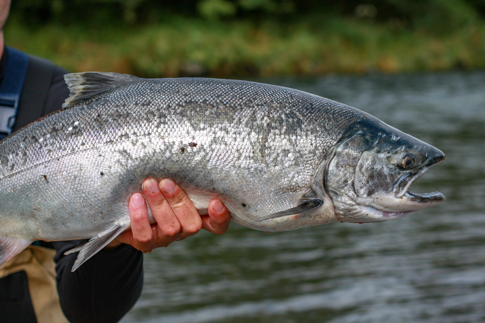 Alaska Fishing Silver Salmon Season Island Point Lodge