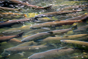 fish in alaska