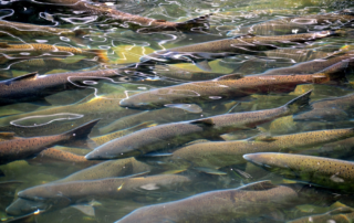 school of fish swimming slightly below the water