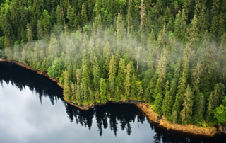 Aerial view of Tongass National Forest