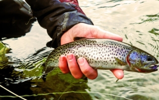 Man holding a rainbow trout out of water