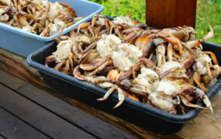 A fresh bounty of Dungeness crab caught just off the shores of Petersburg, Alaska.