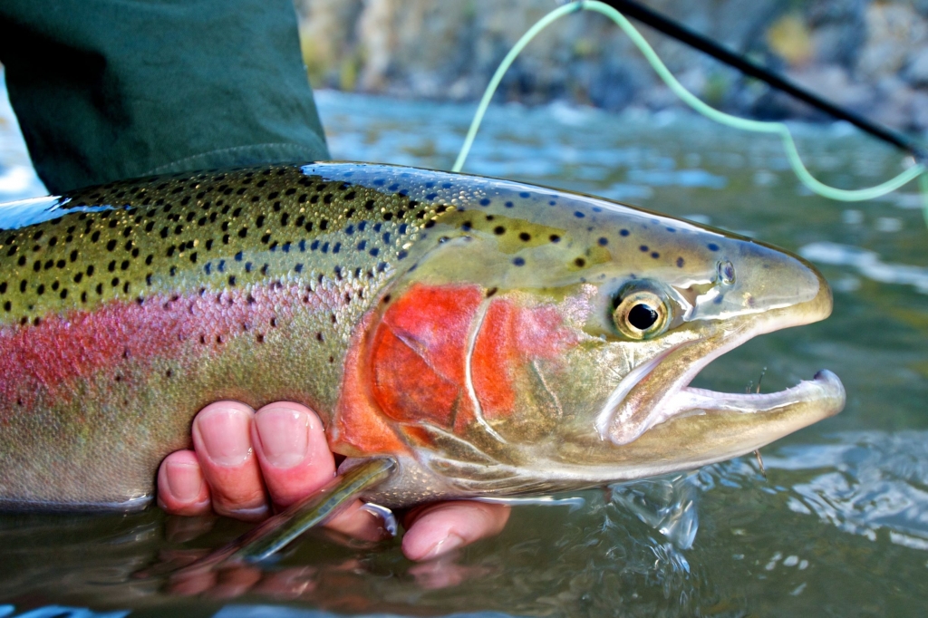 A rainbow trout is lifted just above the surface of a pristine Alaskan waterway.