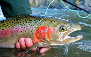 A rainbow trout is lifted just above the surface of a pristine Alaskan waterway.