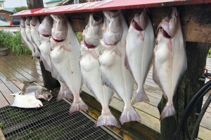 A sizable bounty of fresh halibut caught in Petersburg, Alaska.
