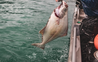 A massive halibut is pulled during an Alaska fishing adventure.