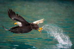 A stunning image of a bald eagle yanking a fish from the water.