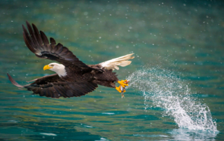 A stunning image of a bald eagle yanking a fish from the water.