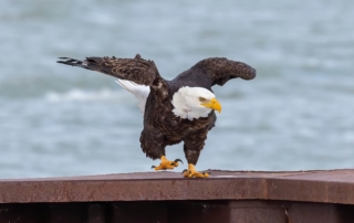 A photo of an eagle. One of the many wild animals in Alaska.