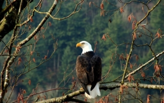 Bald Eagle which is an Alaska Birds.