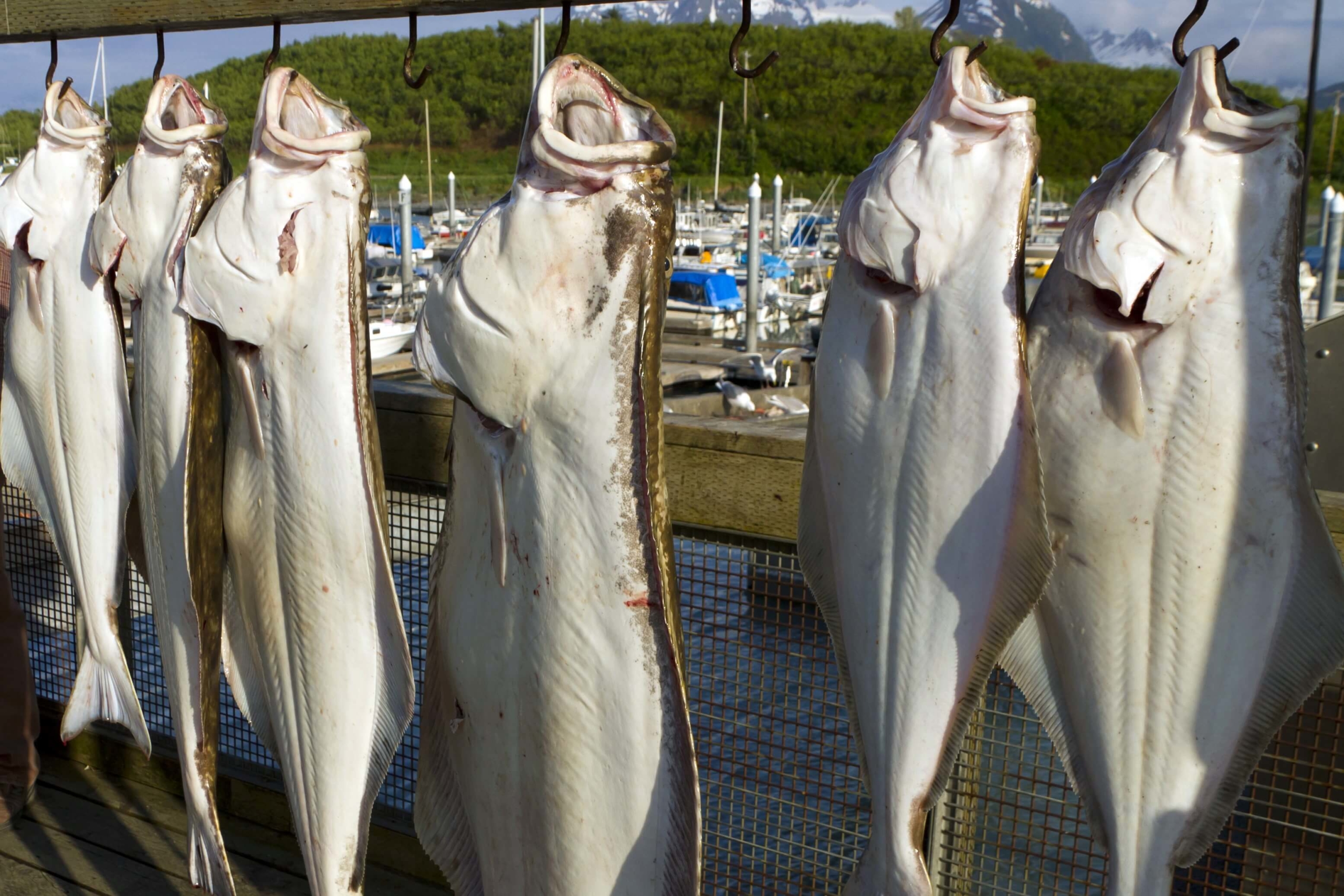 Where Is The Best Halibut Fishing In Alaska Inside Passage Island