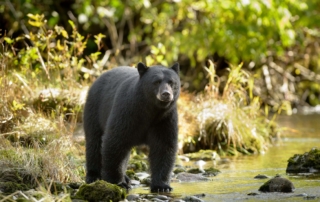 A bear during Alaska Black Bear Hunting season.