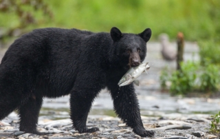 An Alaska Black Bear Hunting.