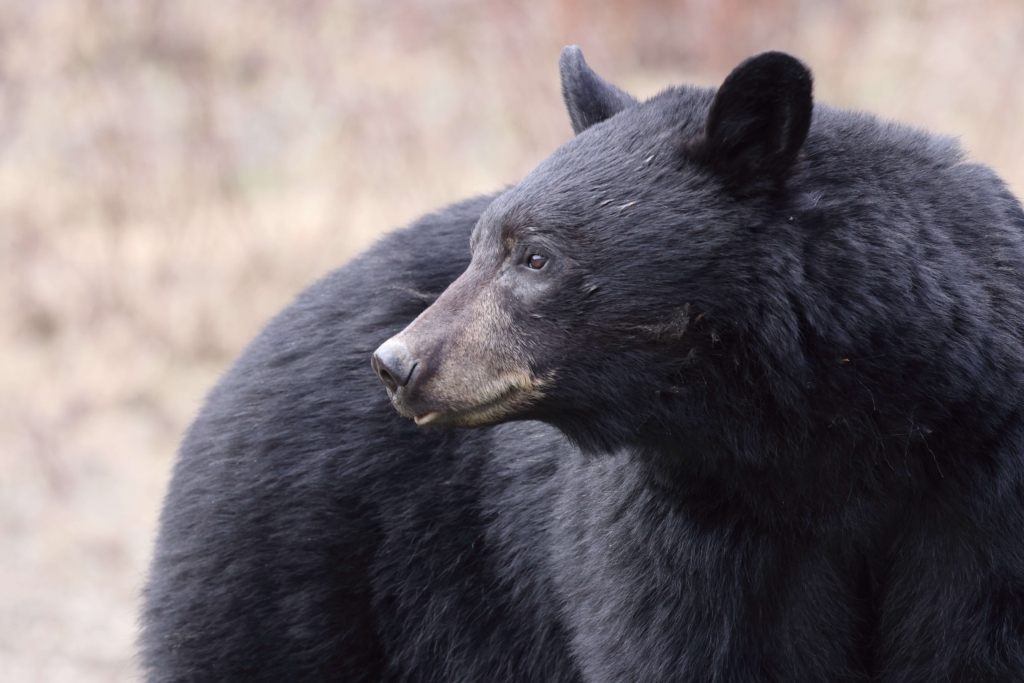 Alaska Black Bear
