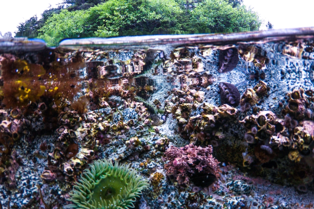 A picture of a tidepool. What Is Tidepooling