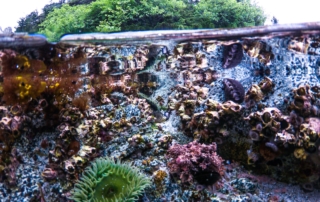A picture of a tidepool. What Is Tidepooling