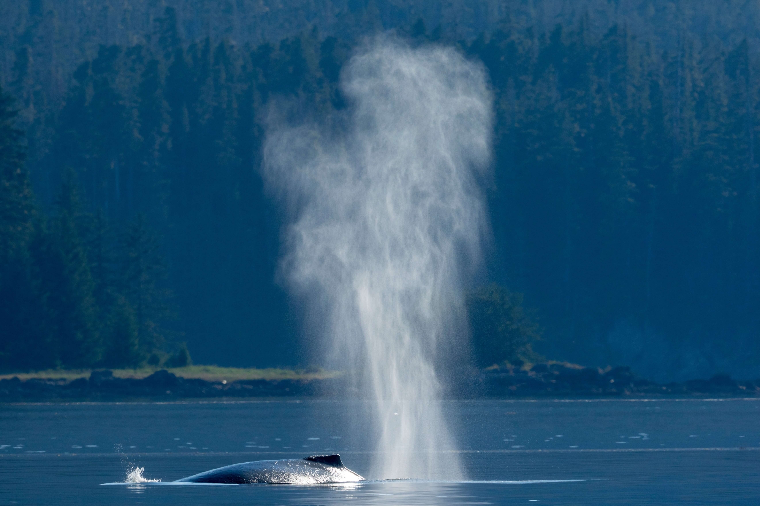 A whale near Kupreanof Island.